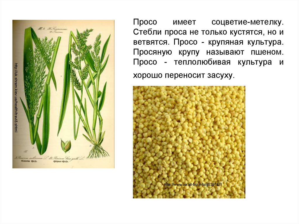 Метелки проса риса и овса фото