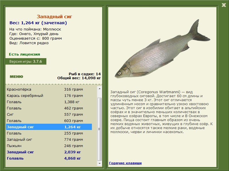 Ценная рыба 5 букв. Сиг вес. Озеро сиг глубины. Рыба голавль вес. Голавль длина и вес.