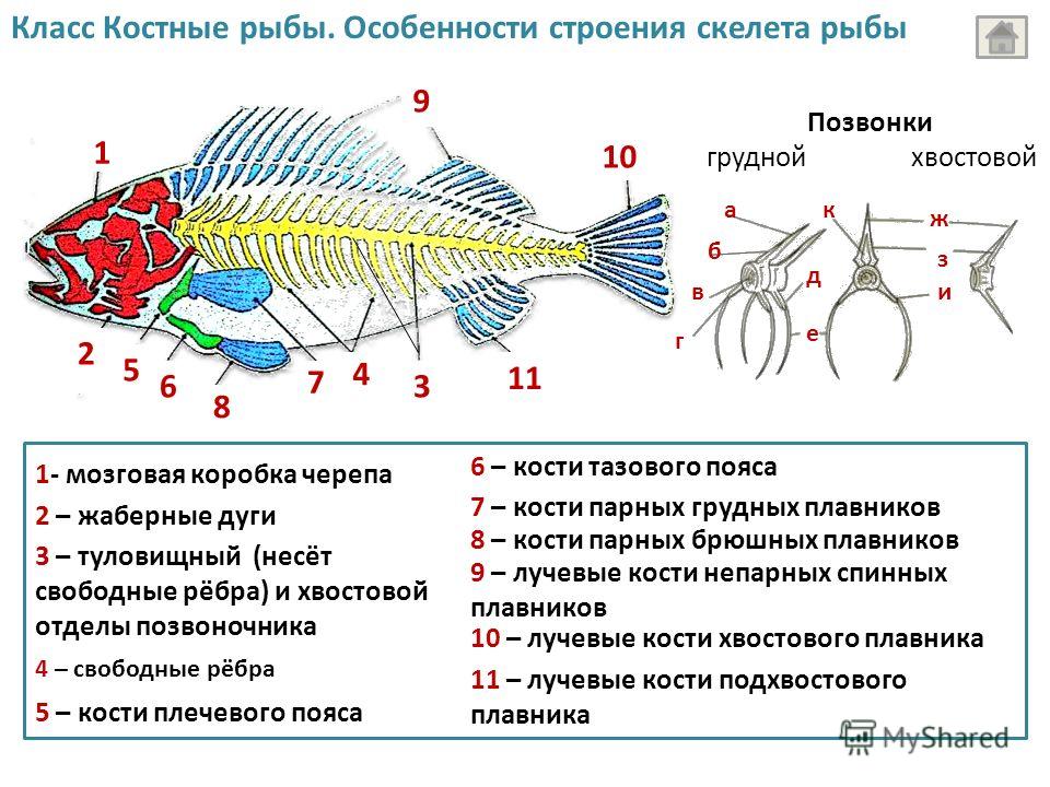 Рыба хвостовой отдел позвоночника. Скелет рыбы позвоночник. Строение позвоночника костных рыб. Скелет костистой рыбы окуня. Хребет рыбы.