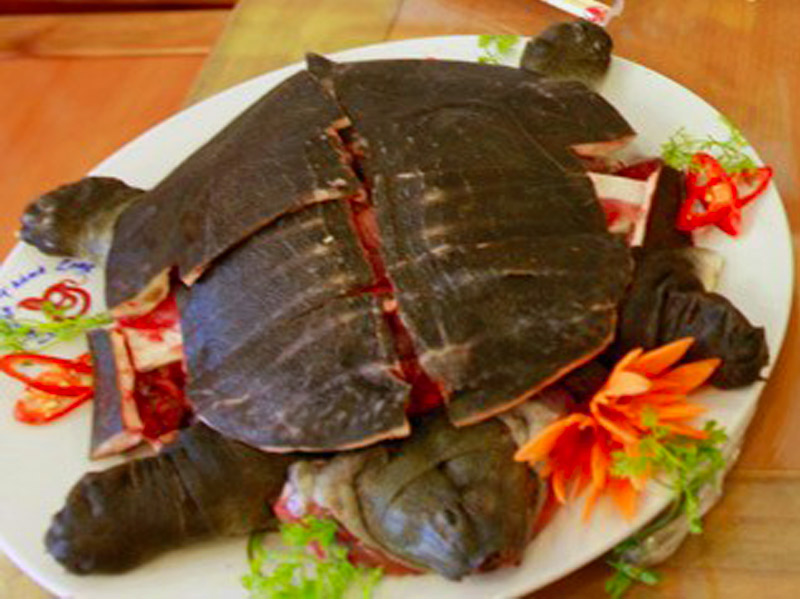 Мясо морских черепах