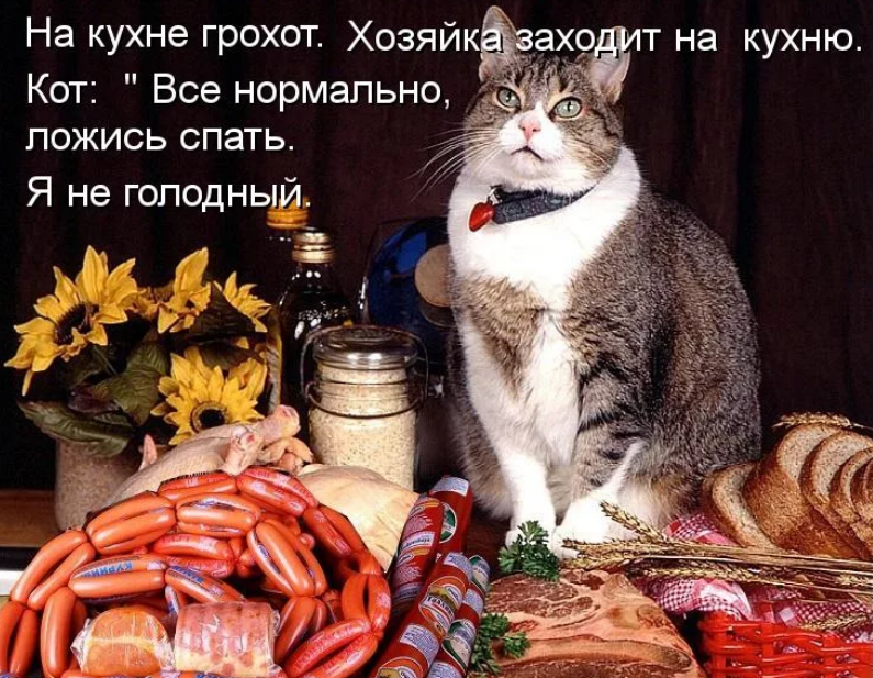 Коты и сосиски. Кот с колбами. Кот с колбасой. Коты и сарделька. Кот колбаска