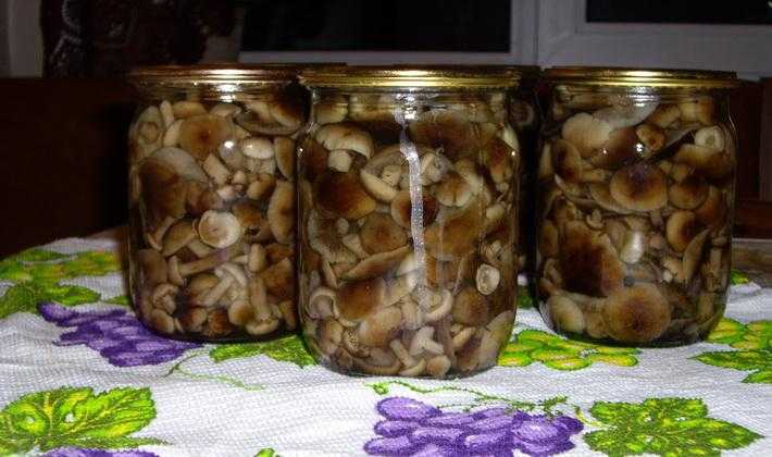 Маринование белых грибов в домашних условиях рецепты на зиму